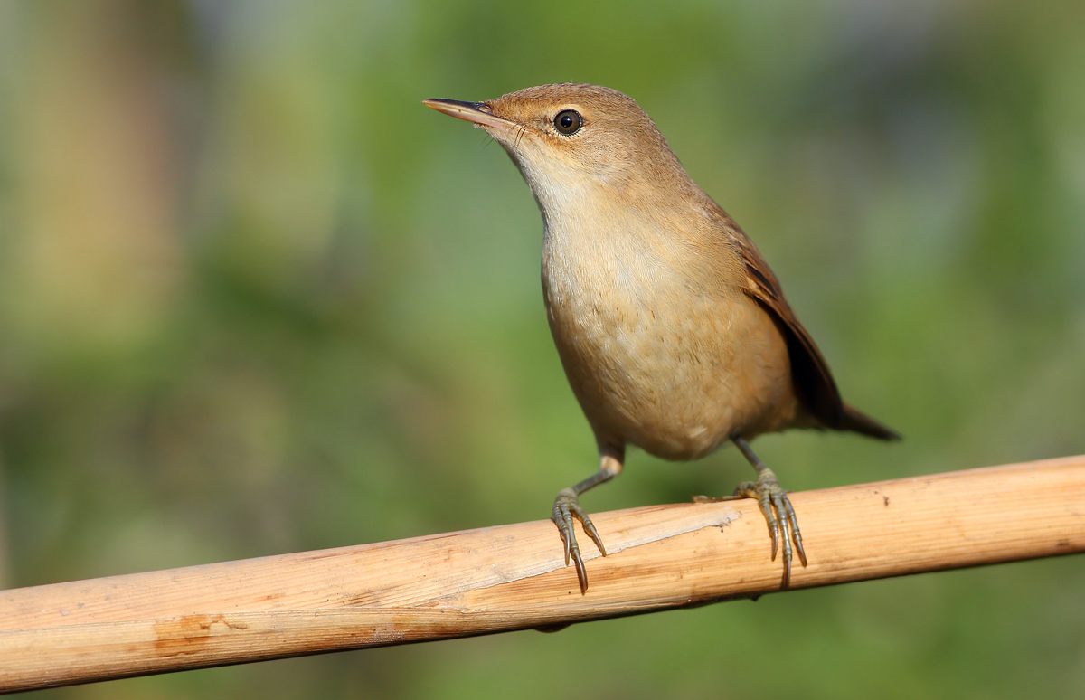 reed warbler