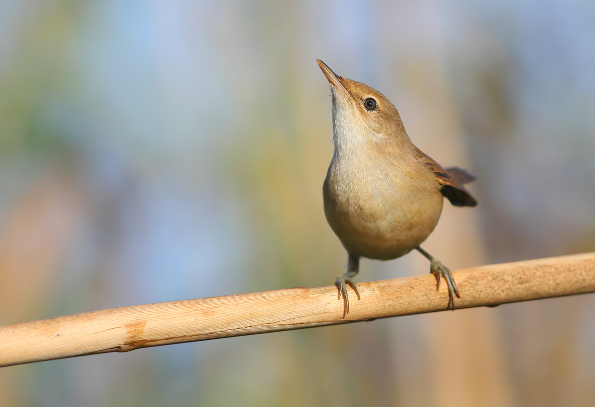reed warbler