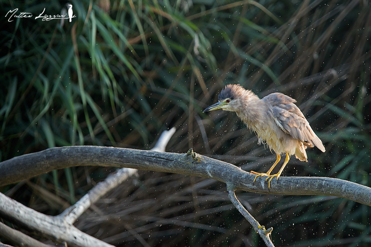 Young night heron after bathing