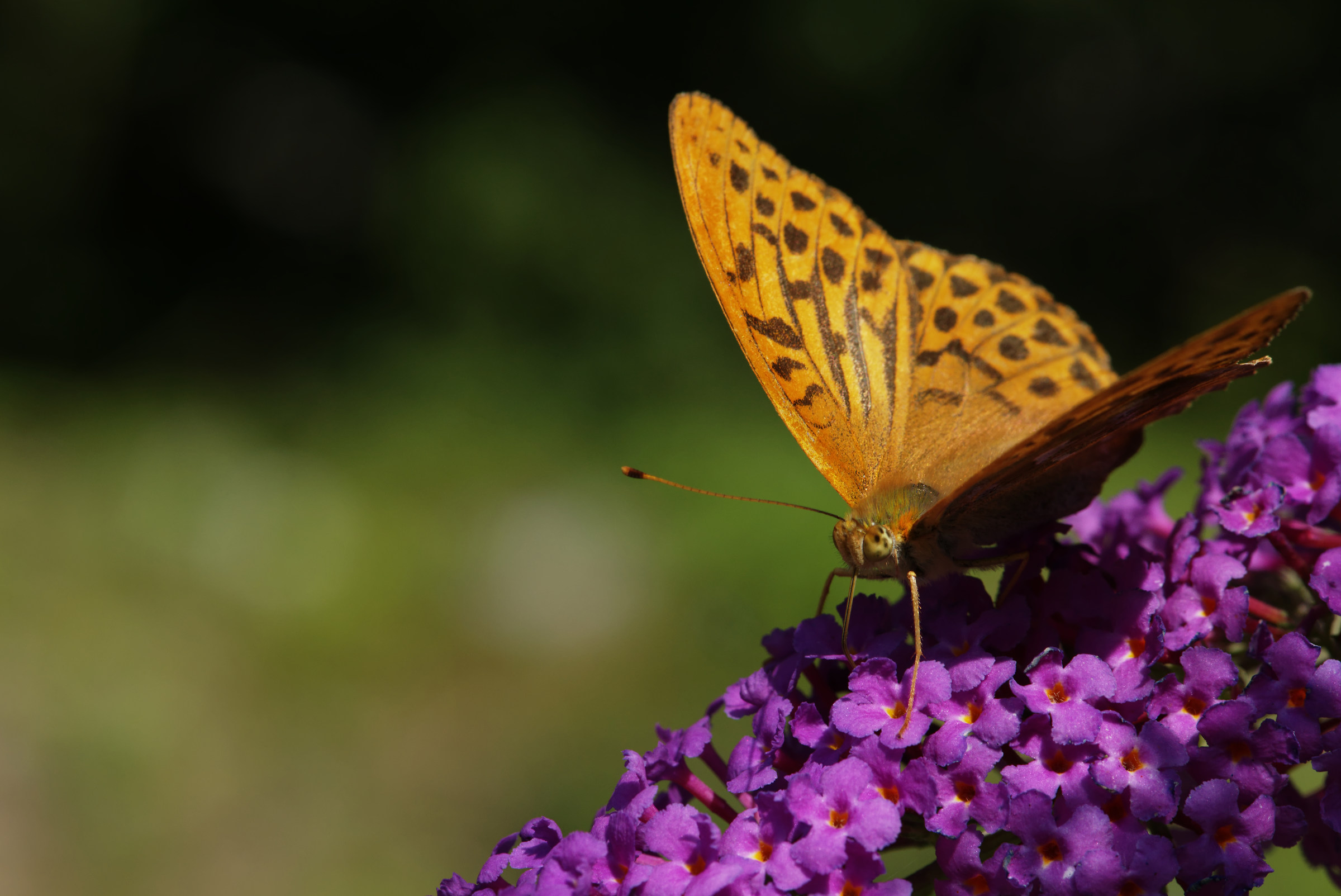 Argynnis paphia