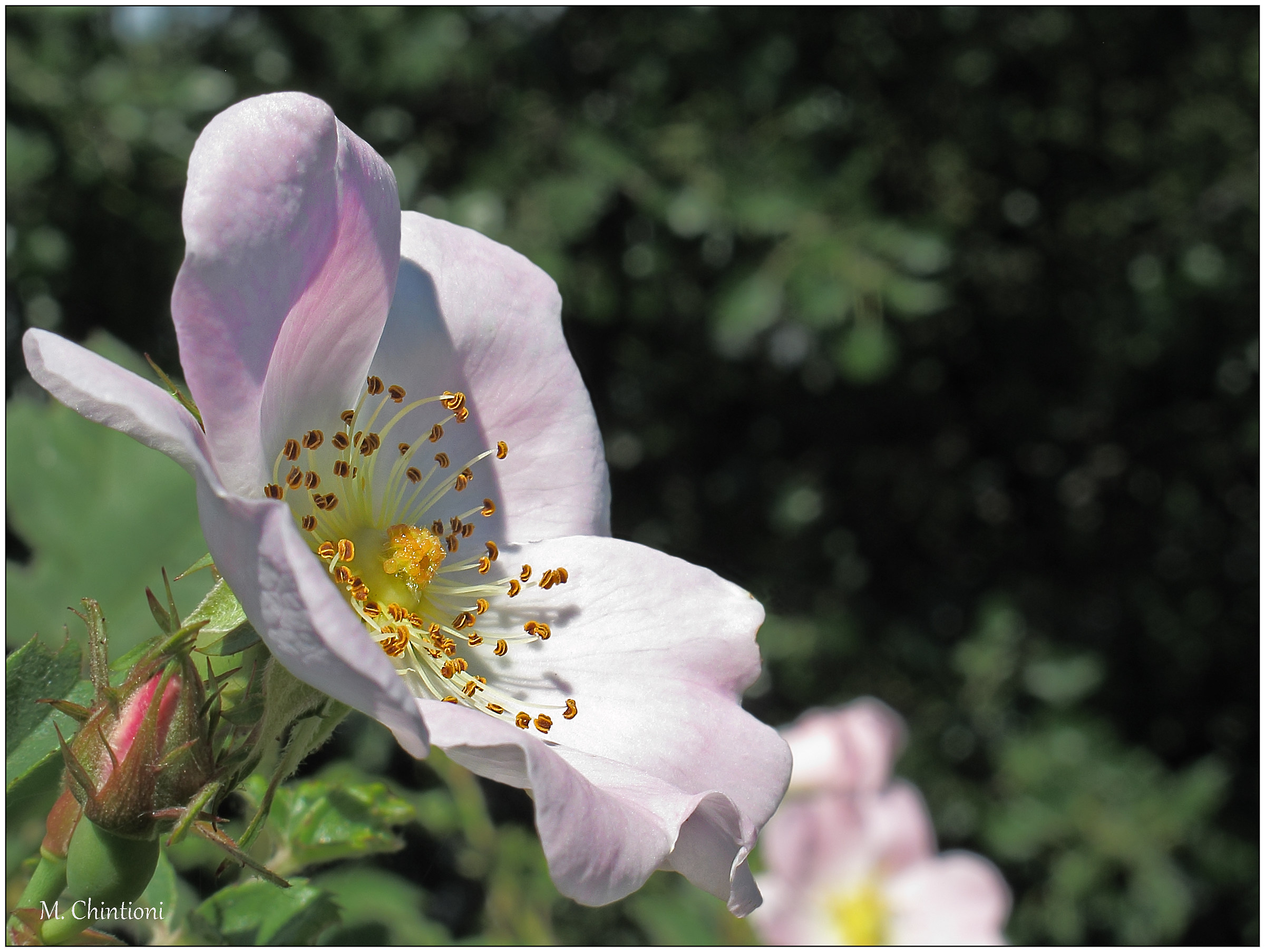 "... When the light embraces a flower" - Rosa Cani...