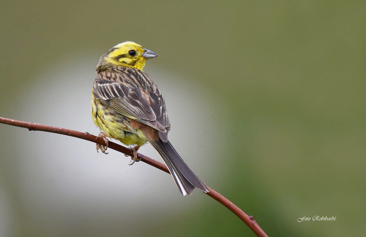 Yellowhammer ...