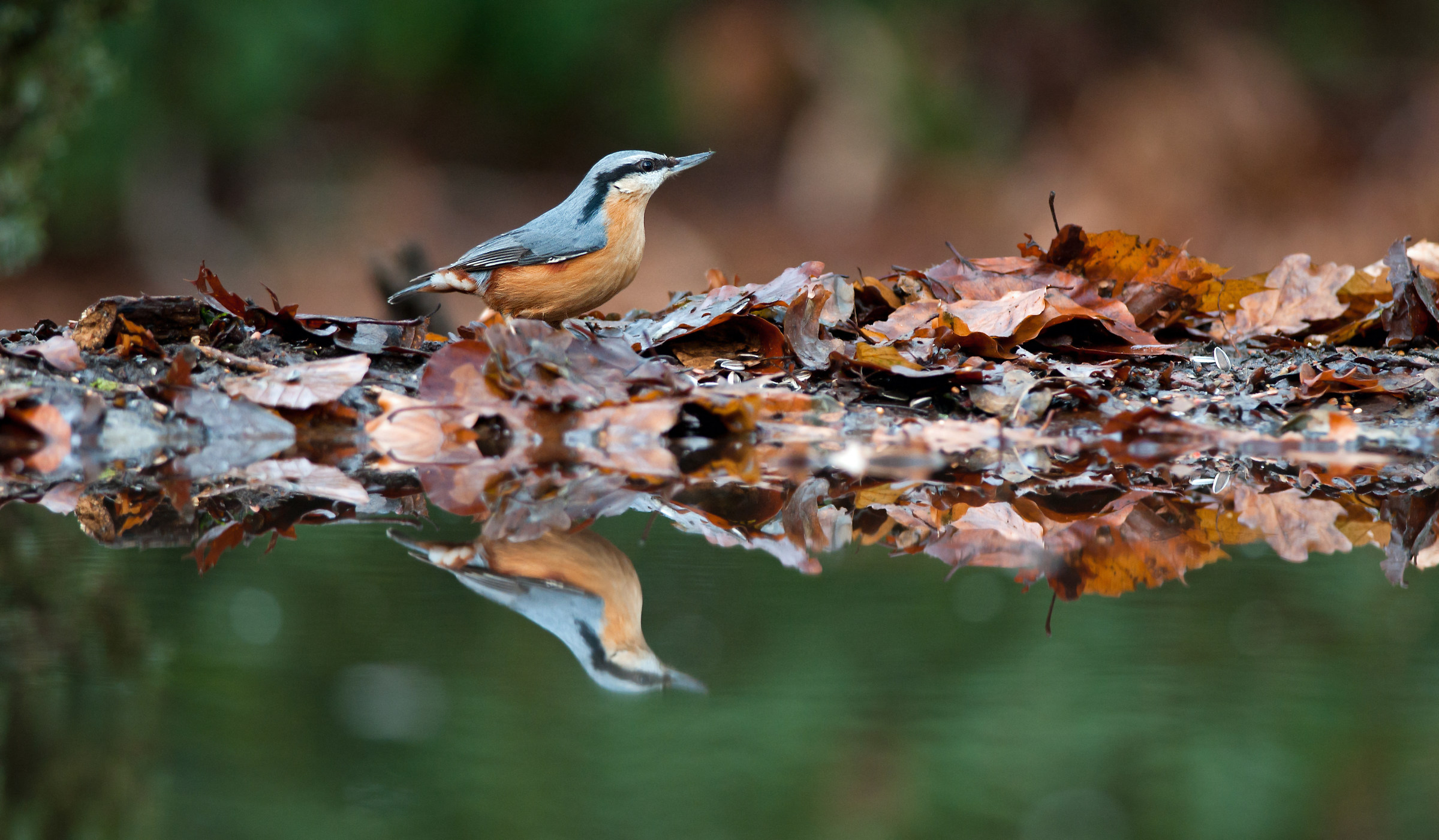 nuthatch