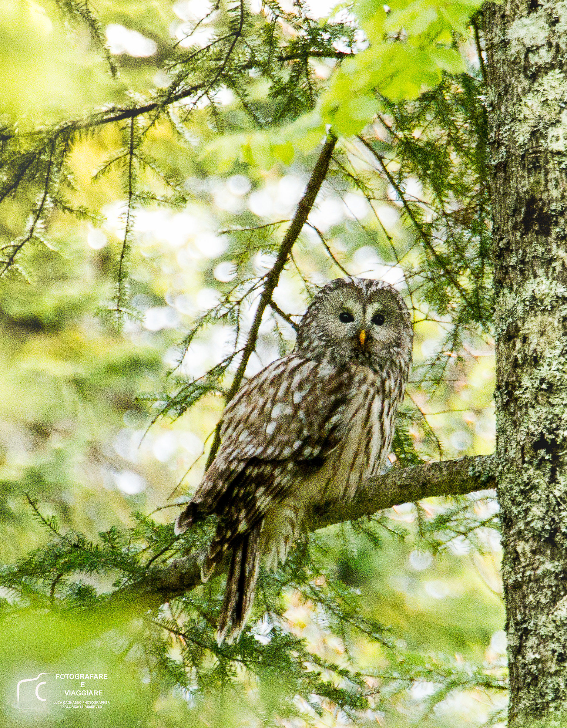 Ural owl