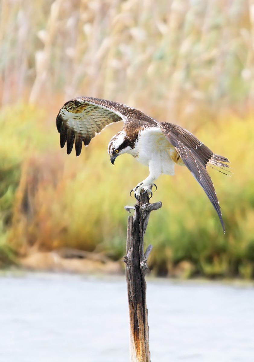 osprey