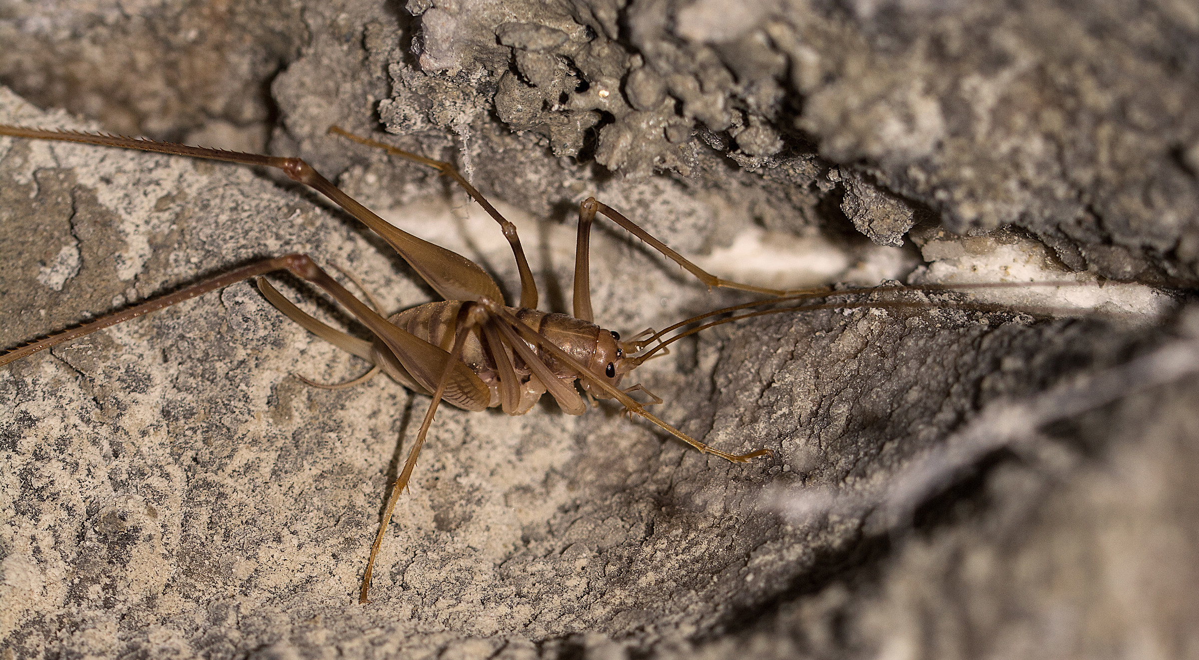 Dolichopoda laetitiae