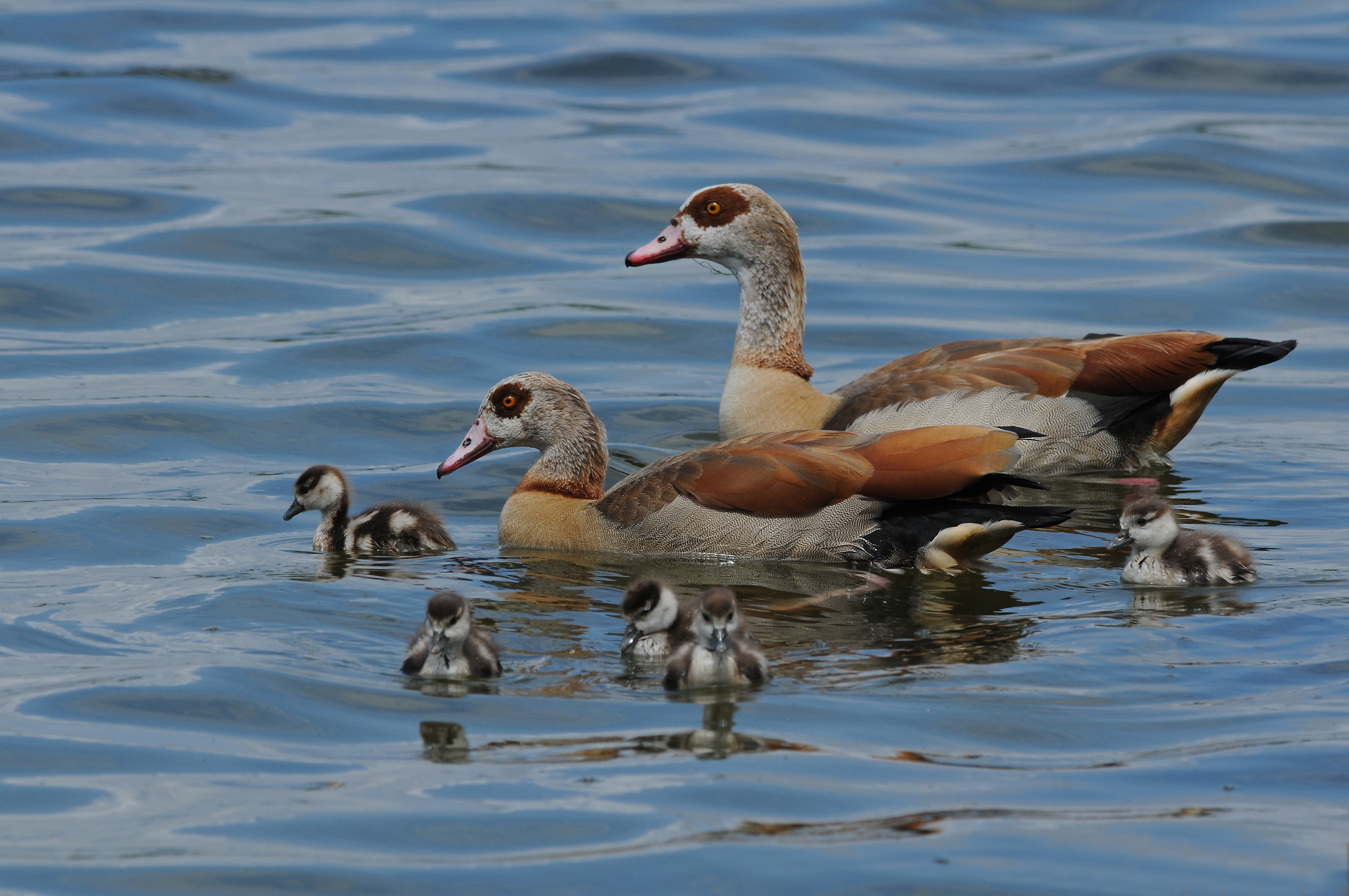 Egyptian goose