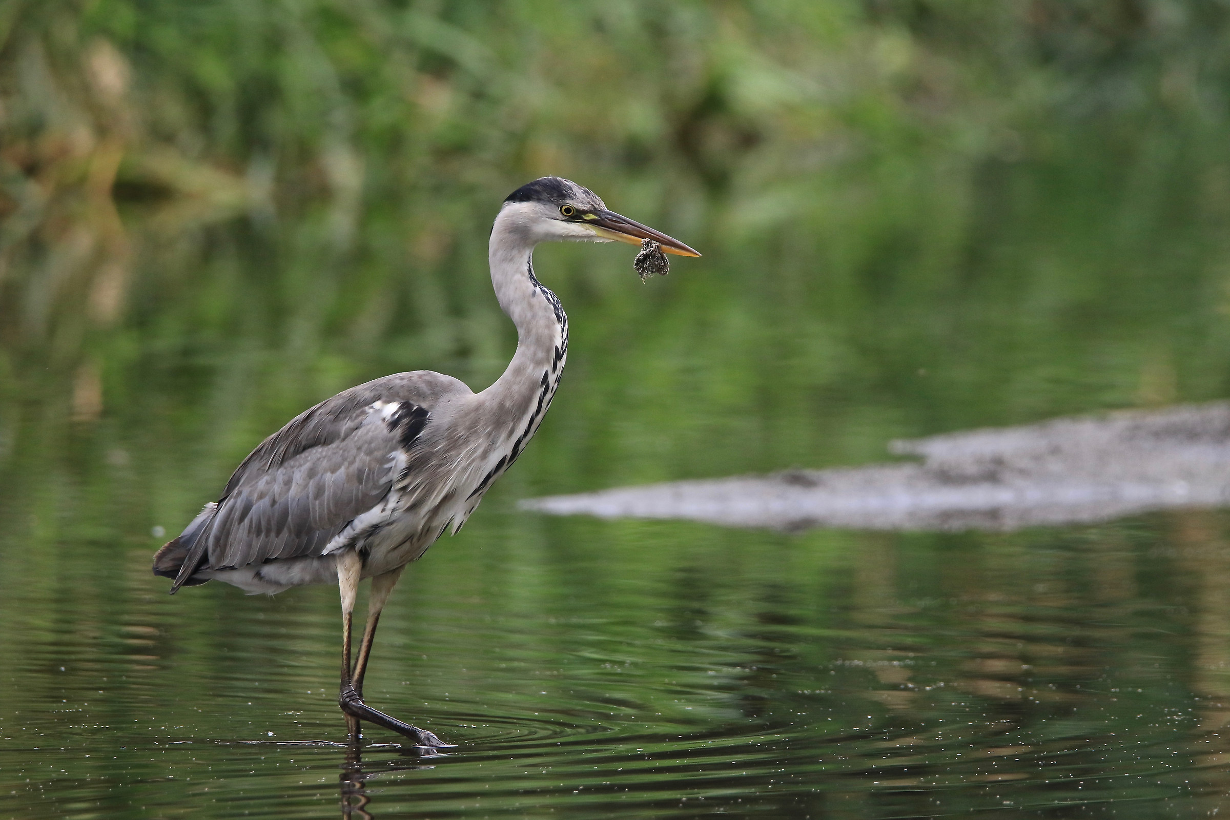 heron with a mustache