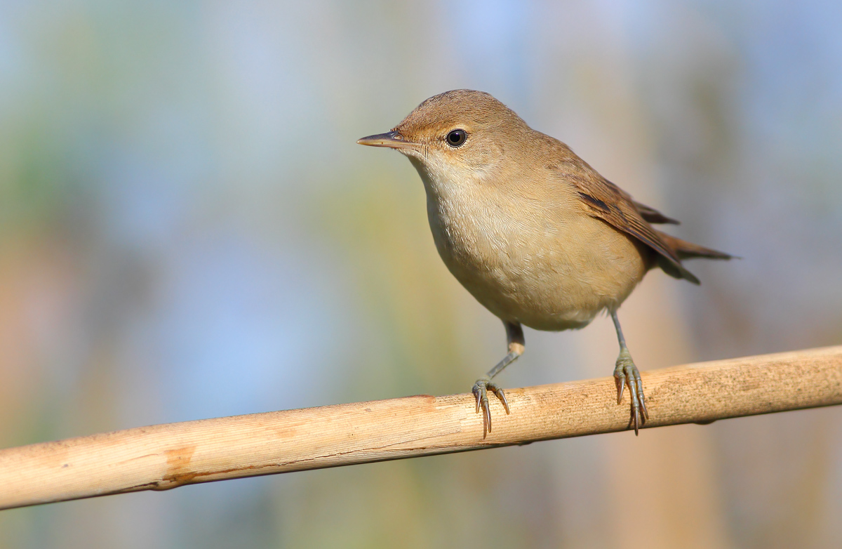 reed warbler