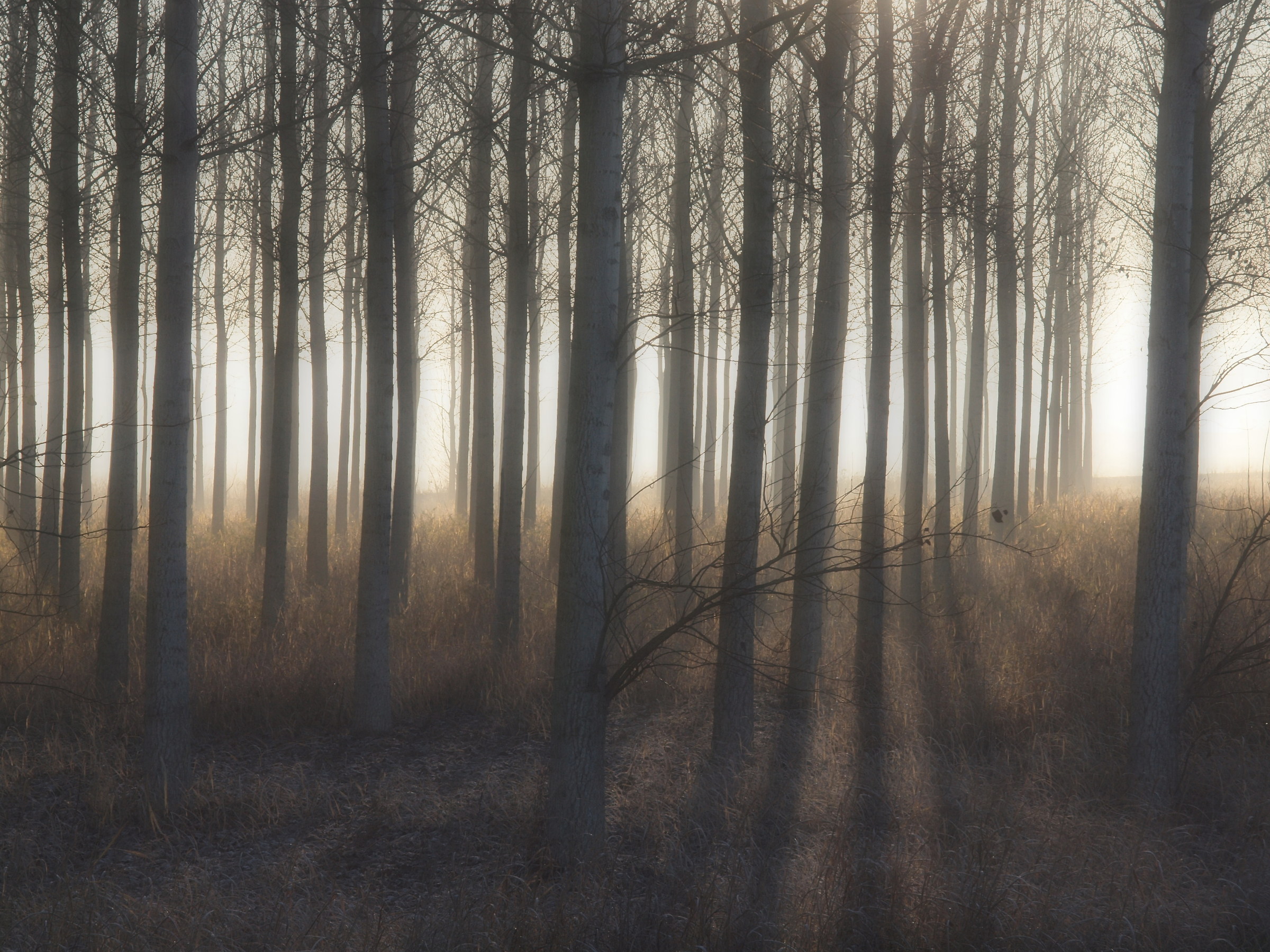 La magia del bosco...