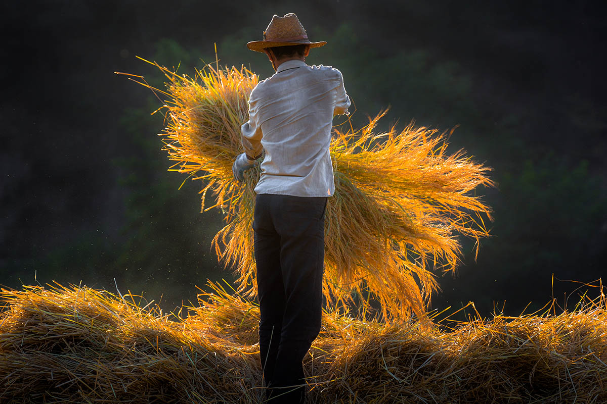 Rice harvest