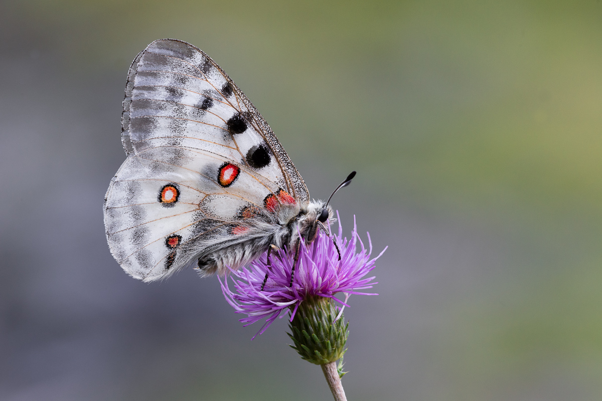 Parnassius apollo (Papilionidae)...