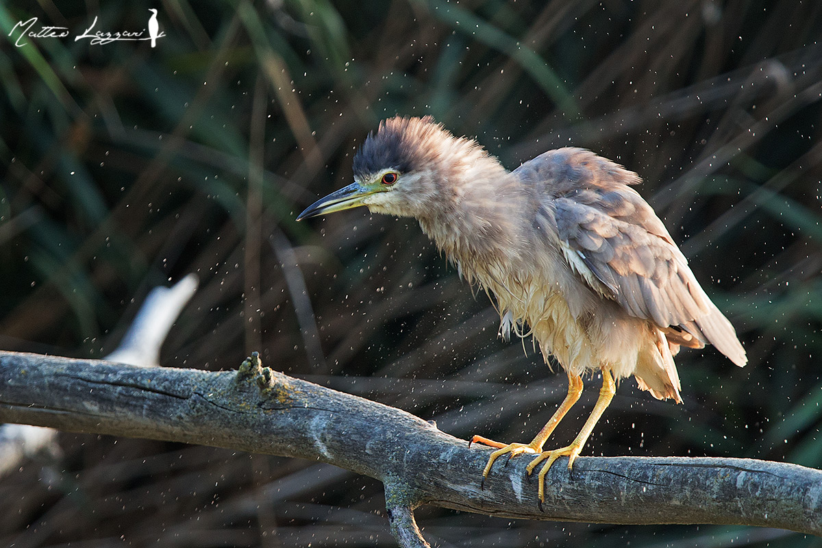 Young night heron after bathing