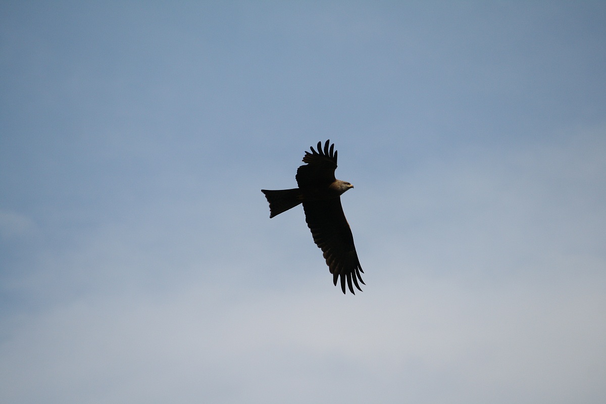 Black kite