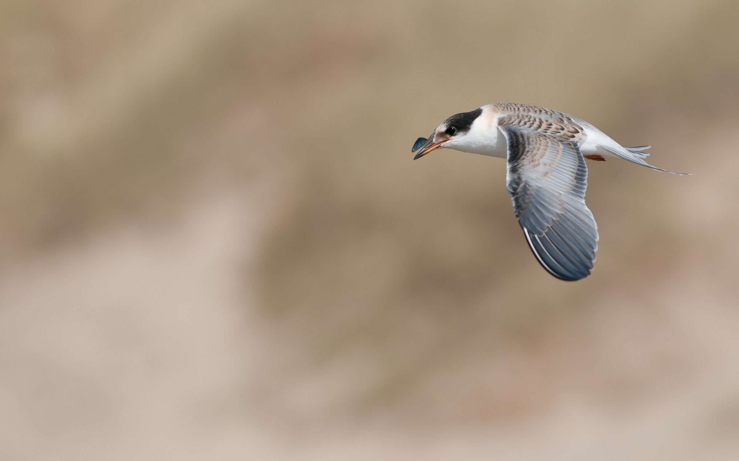 Common tern