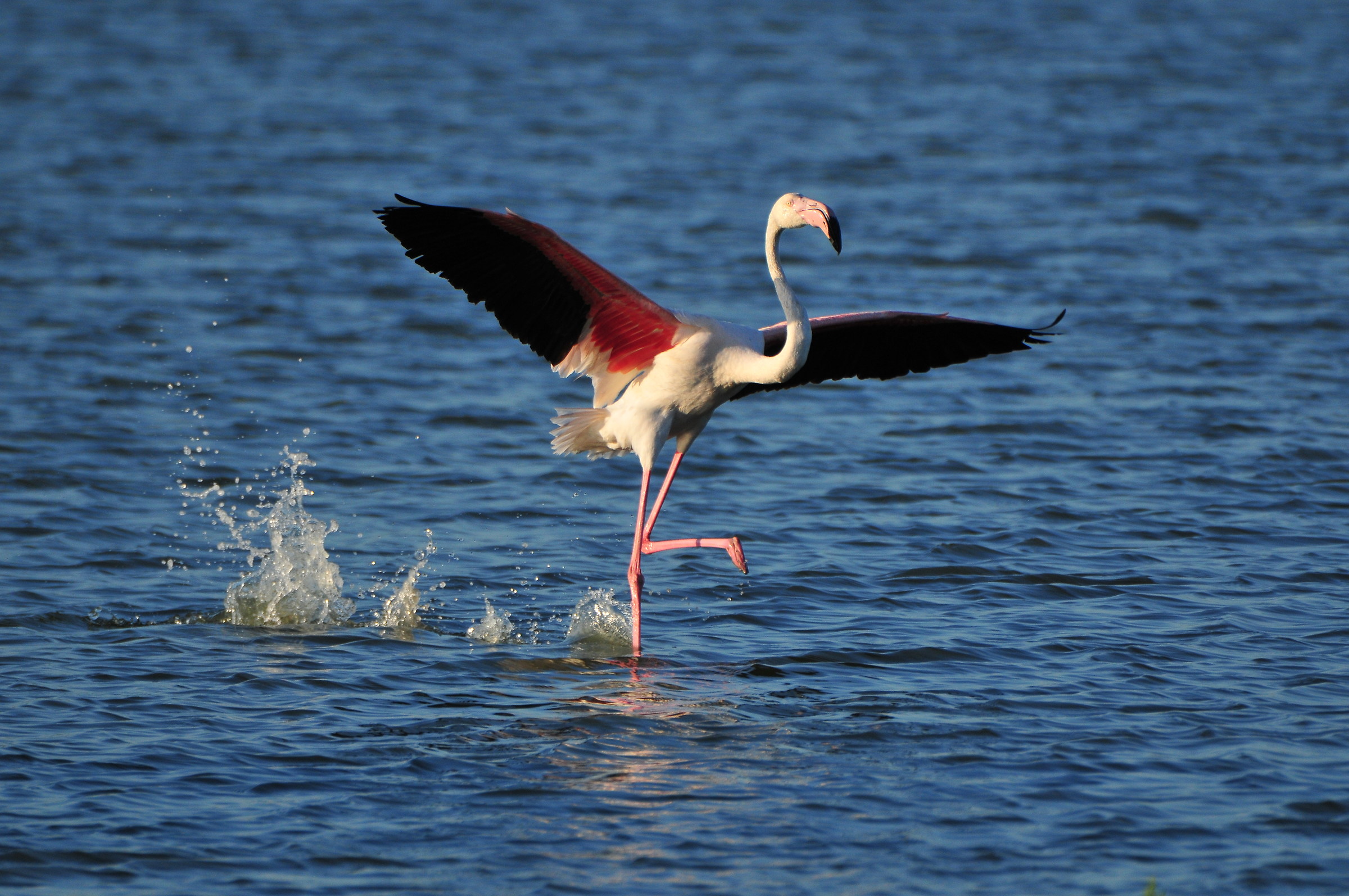 fenicottero saline di comacchio
