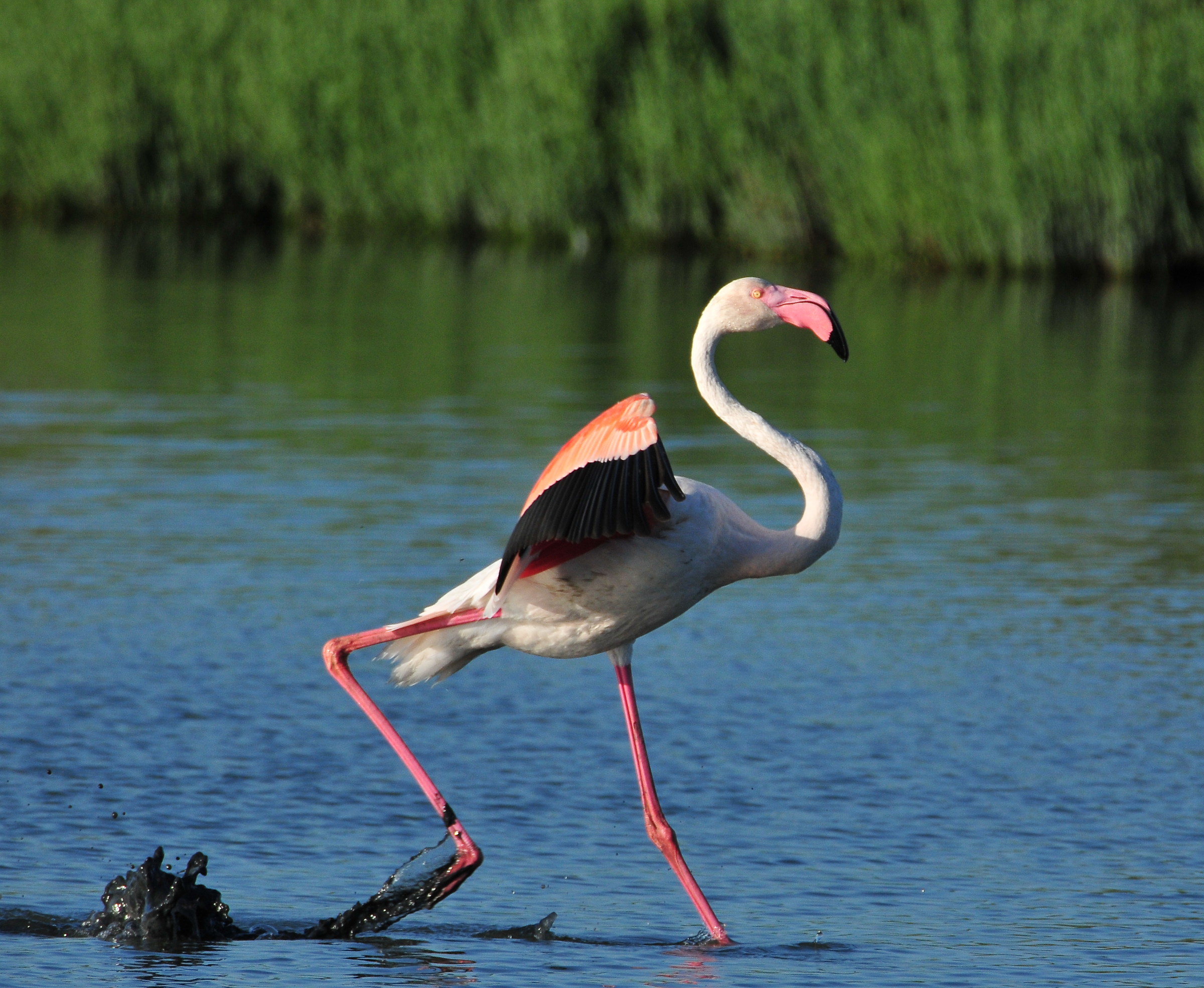 fenicottero in atterraggio