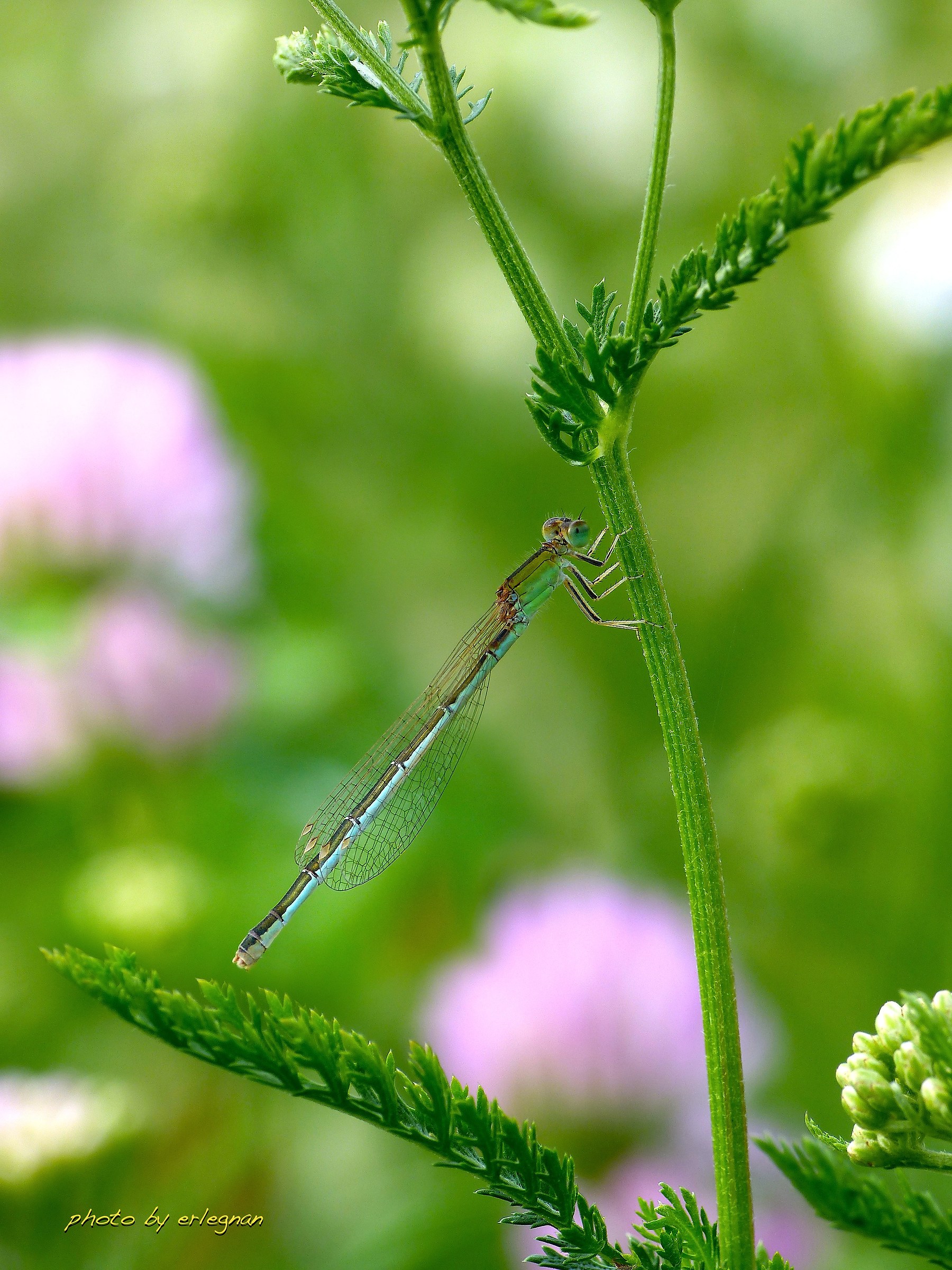 Mimicry, but not too much.