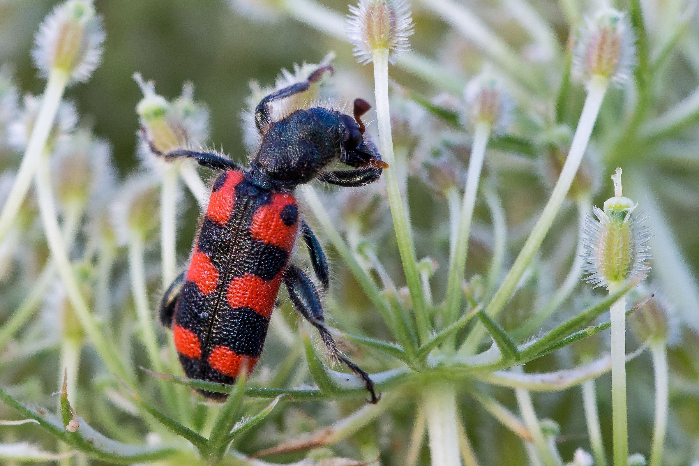Trichodes leucopsideus