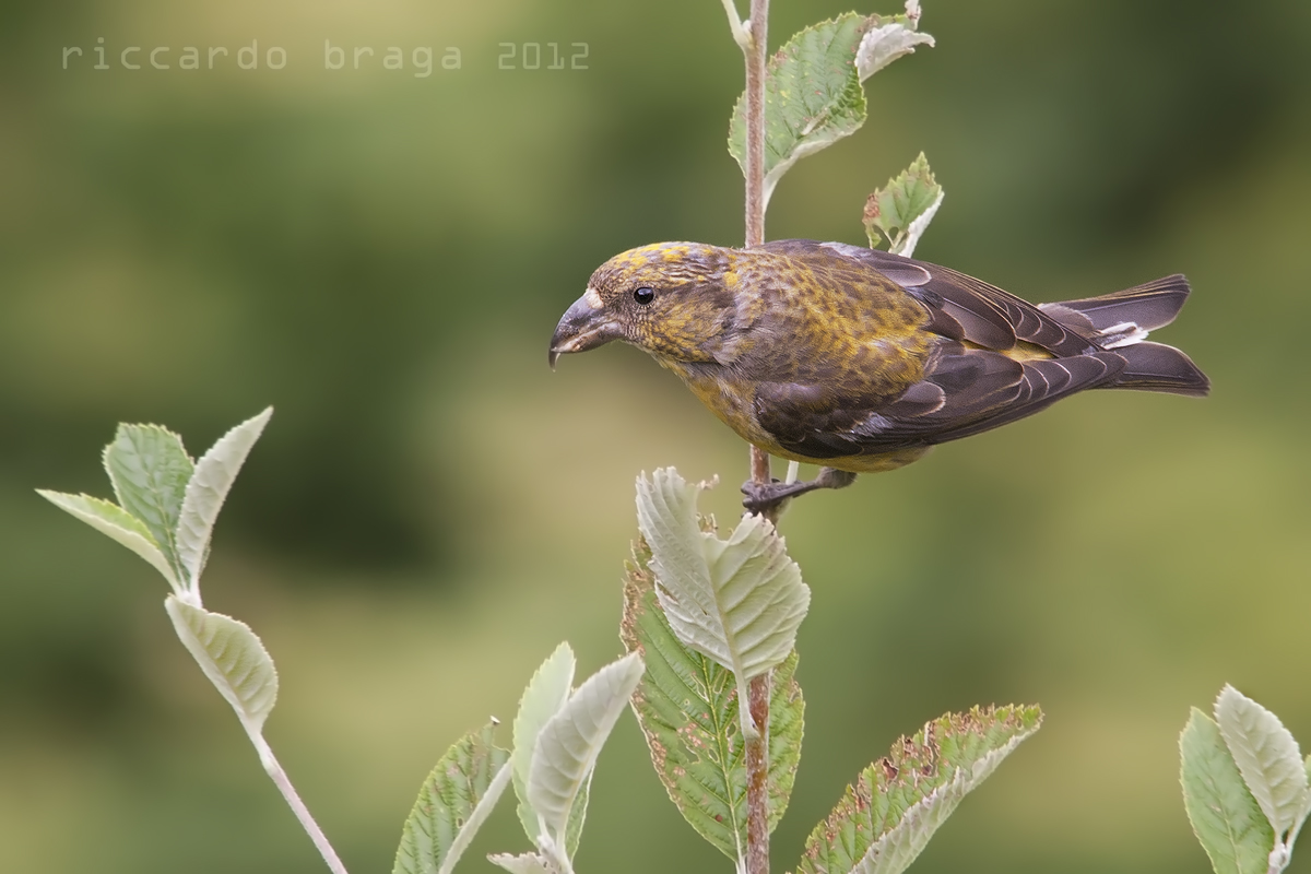 Crociere (Loxia curvirostra)