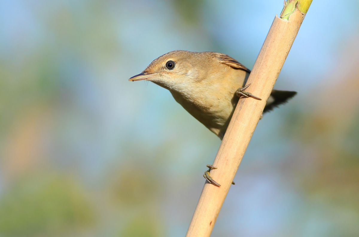 reed warbler