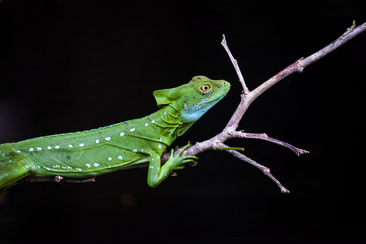Iguana verde del Costarica