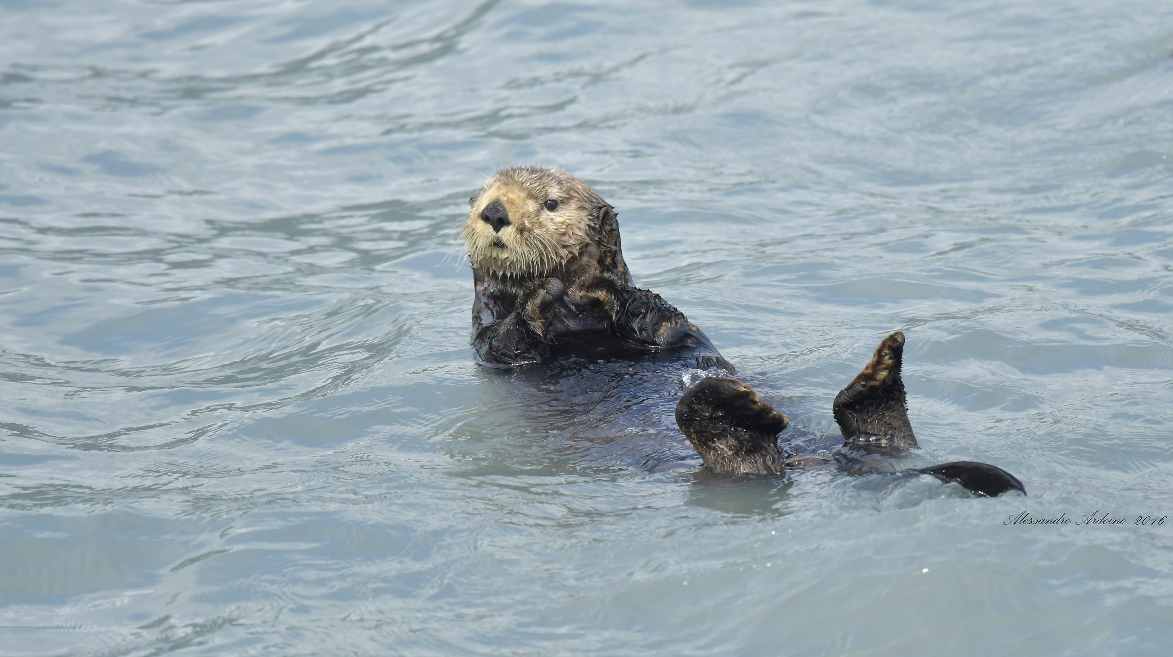 Sea Otter