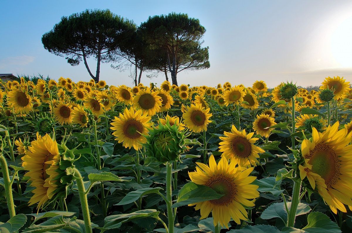 girasoli