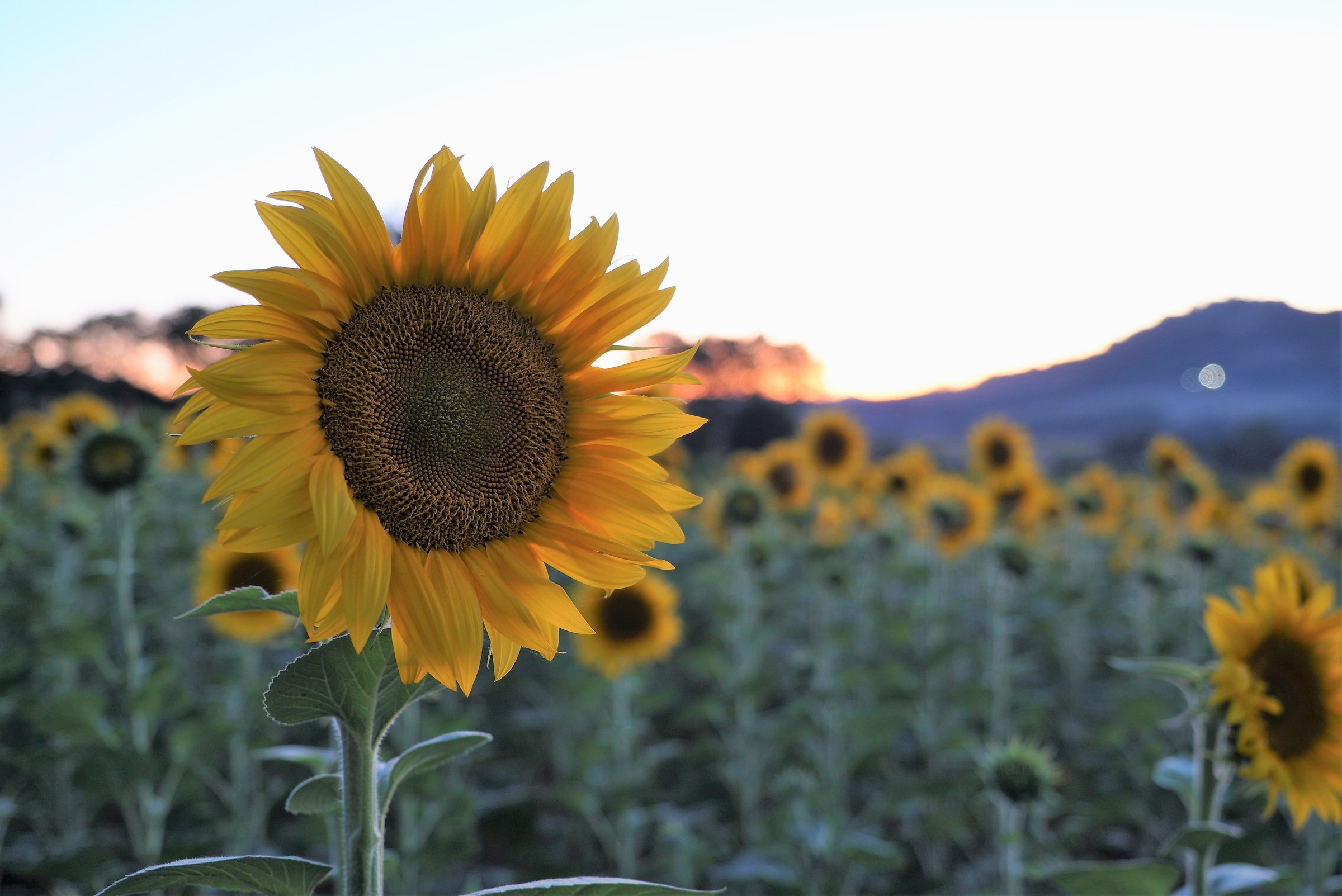 Sunflower at sunset