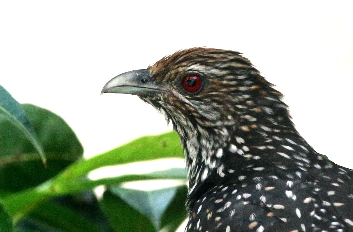 Indian Koel, female.