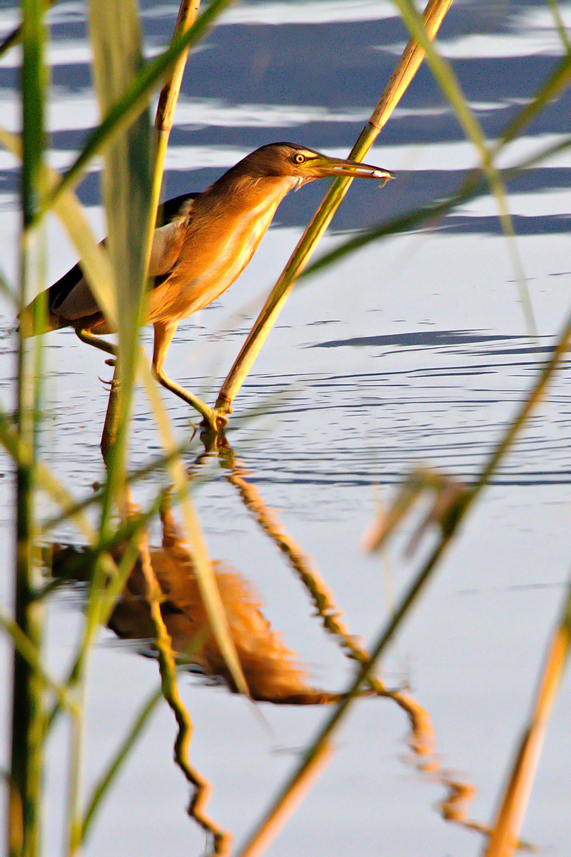 tarabusino (Ixobrychus minutus)