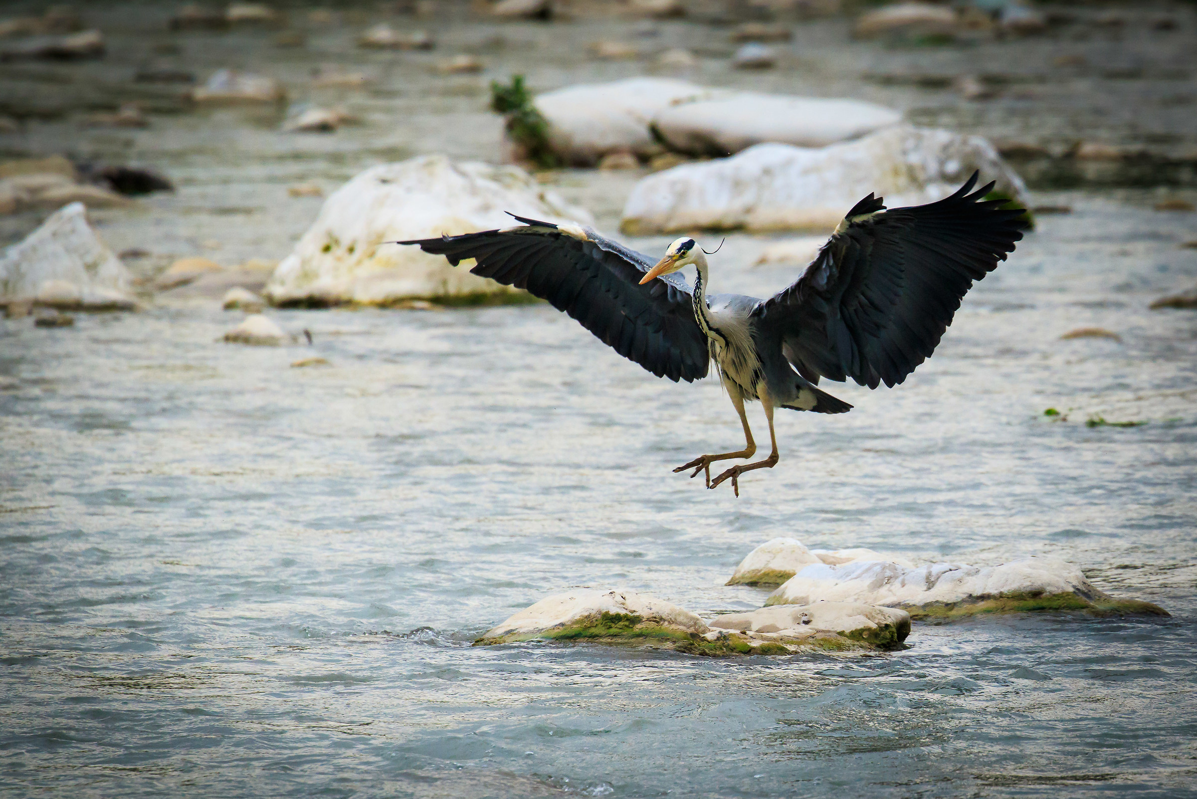 Grey Heron landing