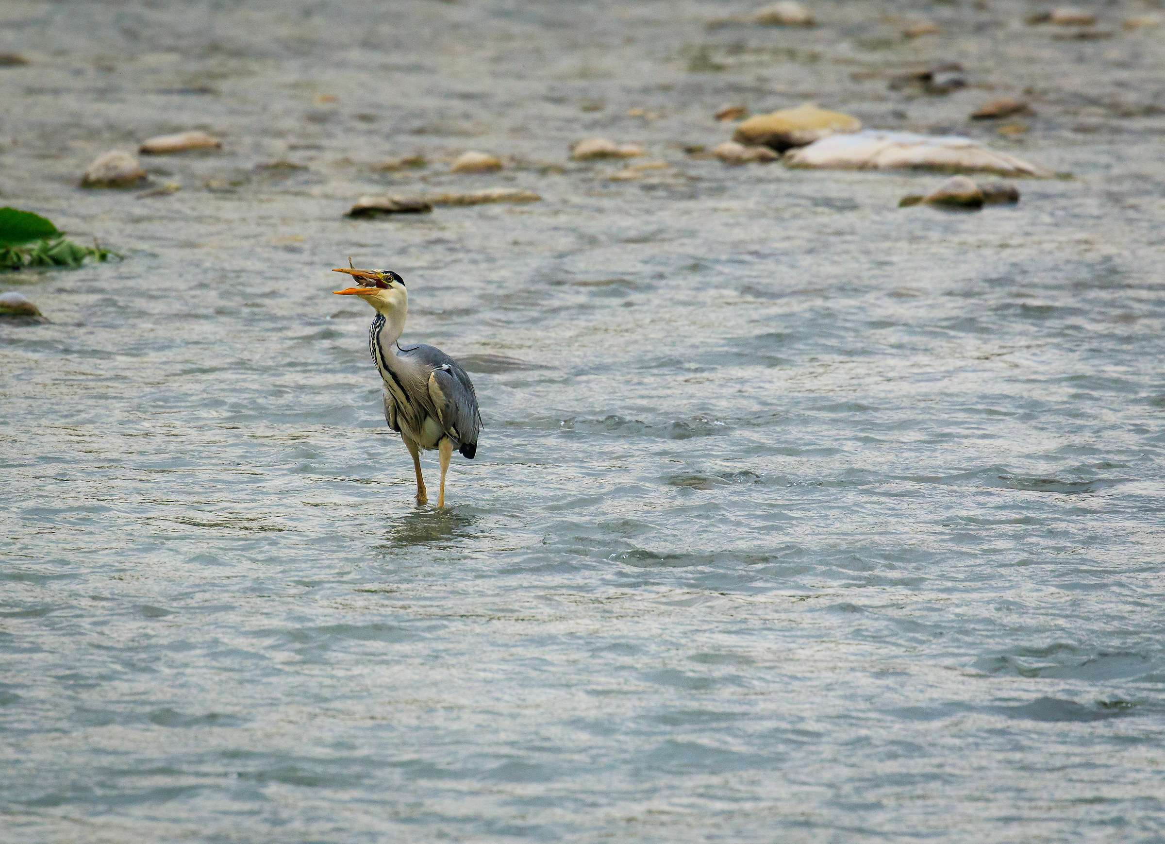 Grey Heron on a lunch break