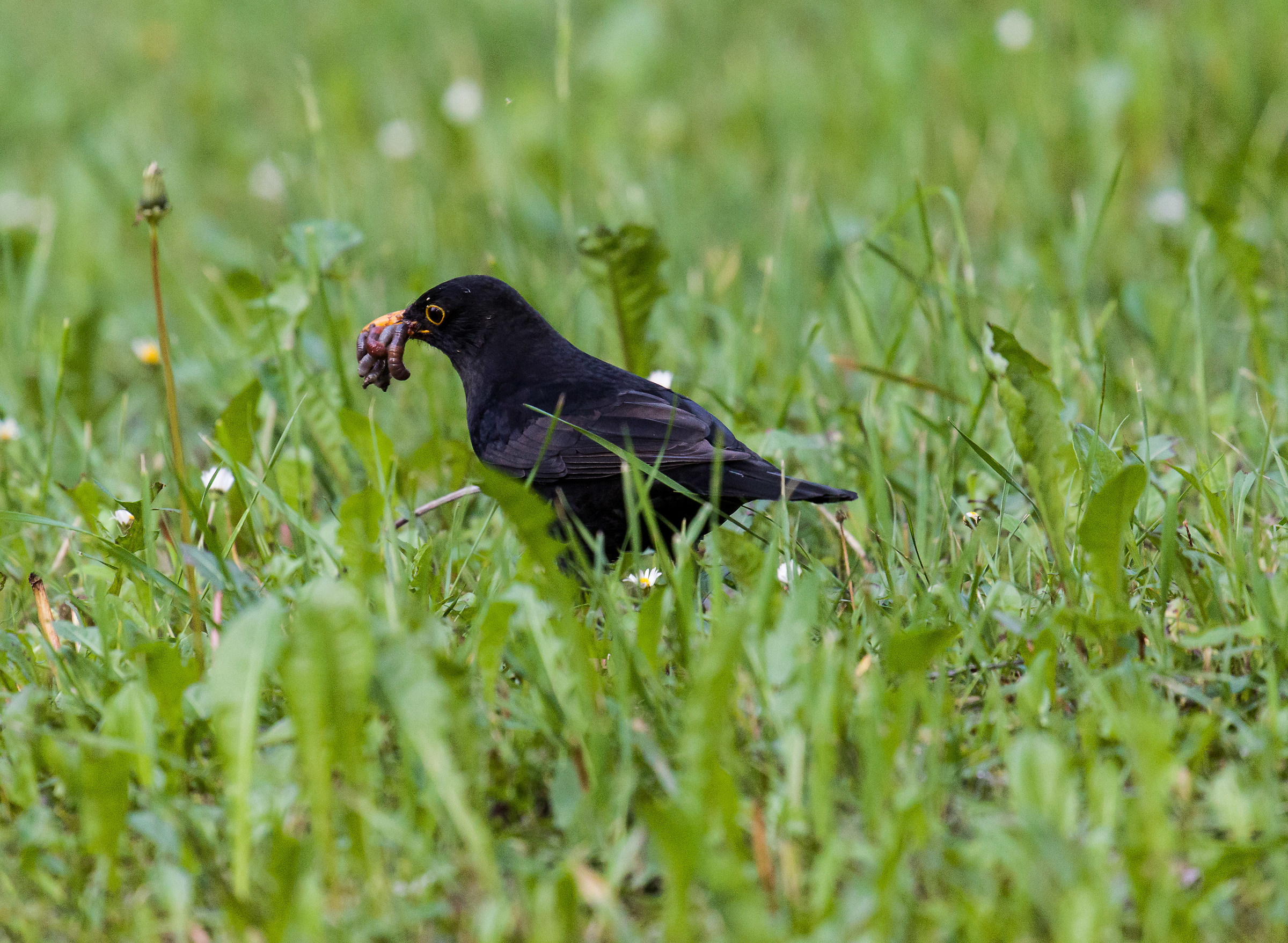 Merlo a caccia di vermetti