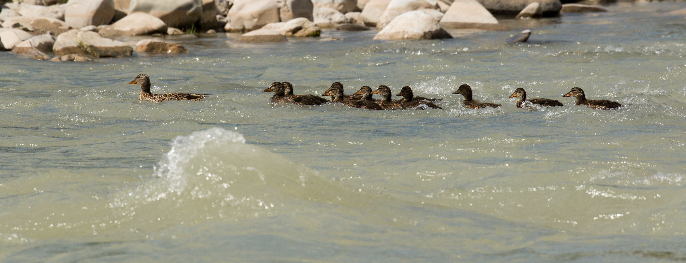 Germana mom and her puppies