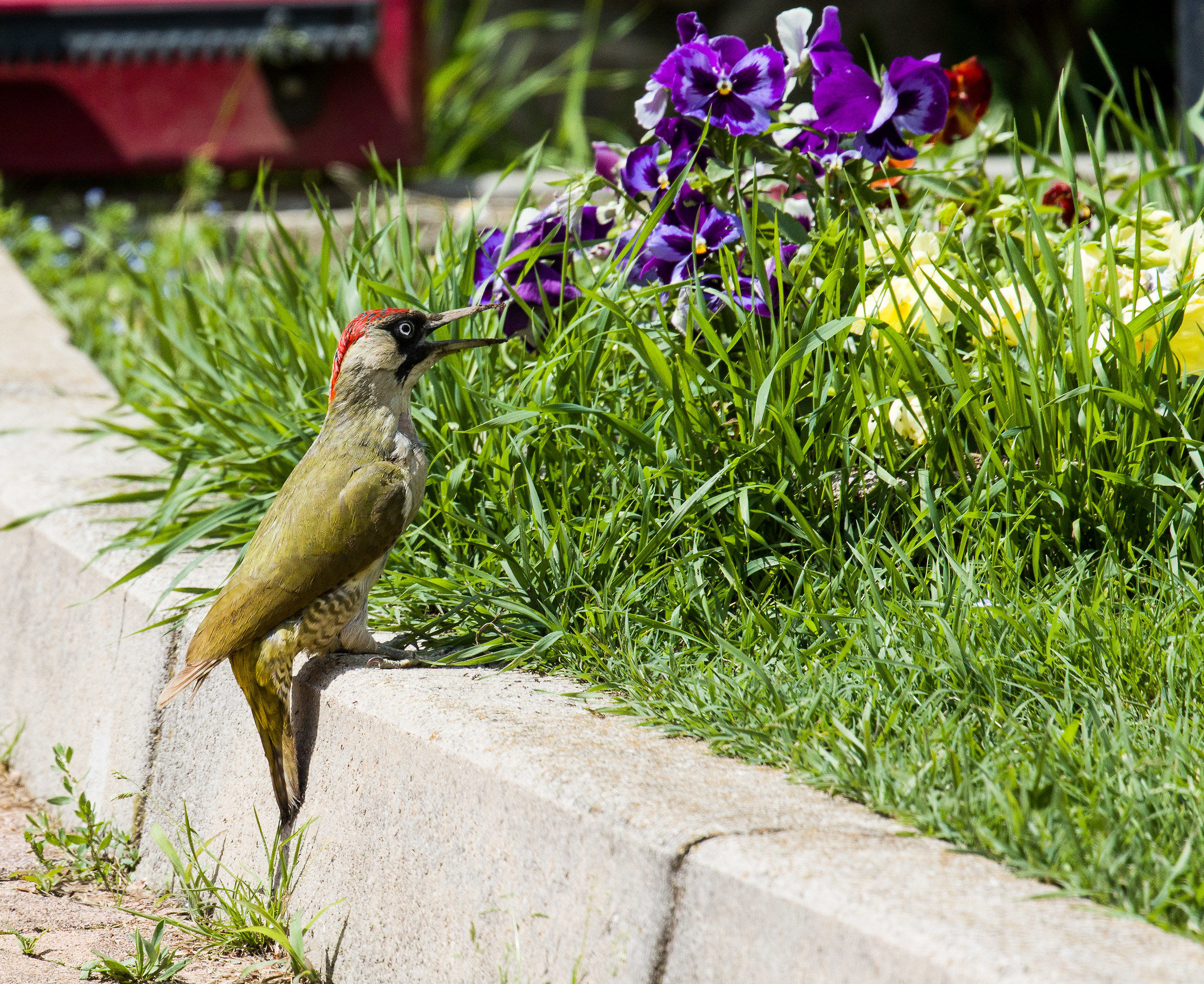 Green Woodpecker Female flushed