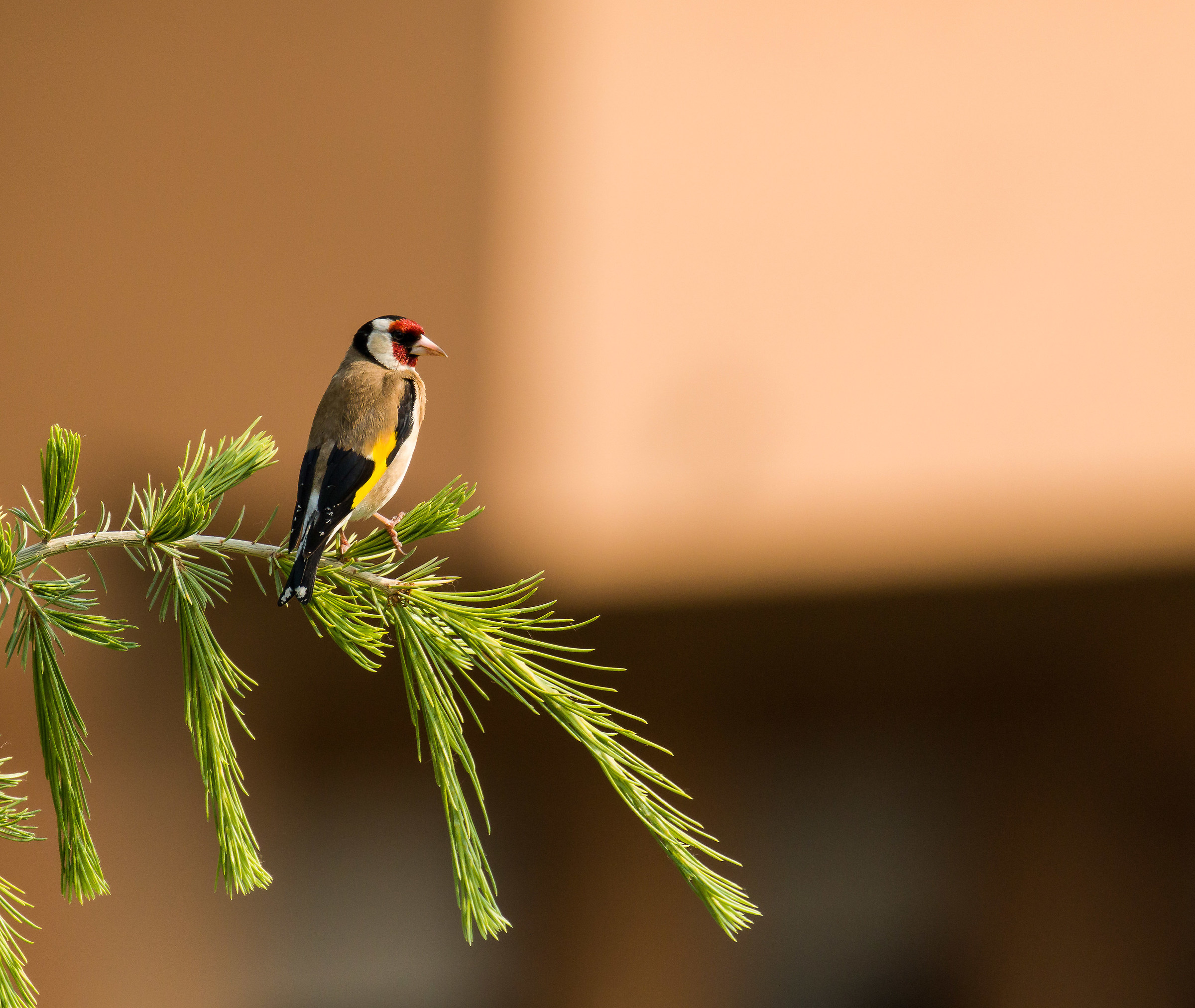 Goldfinch