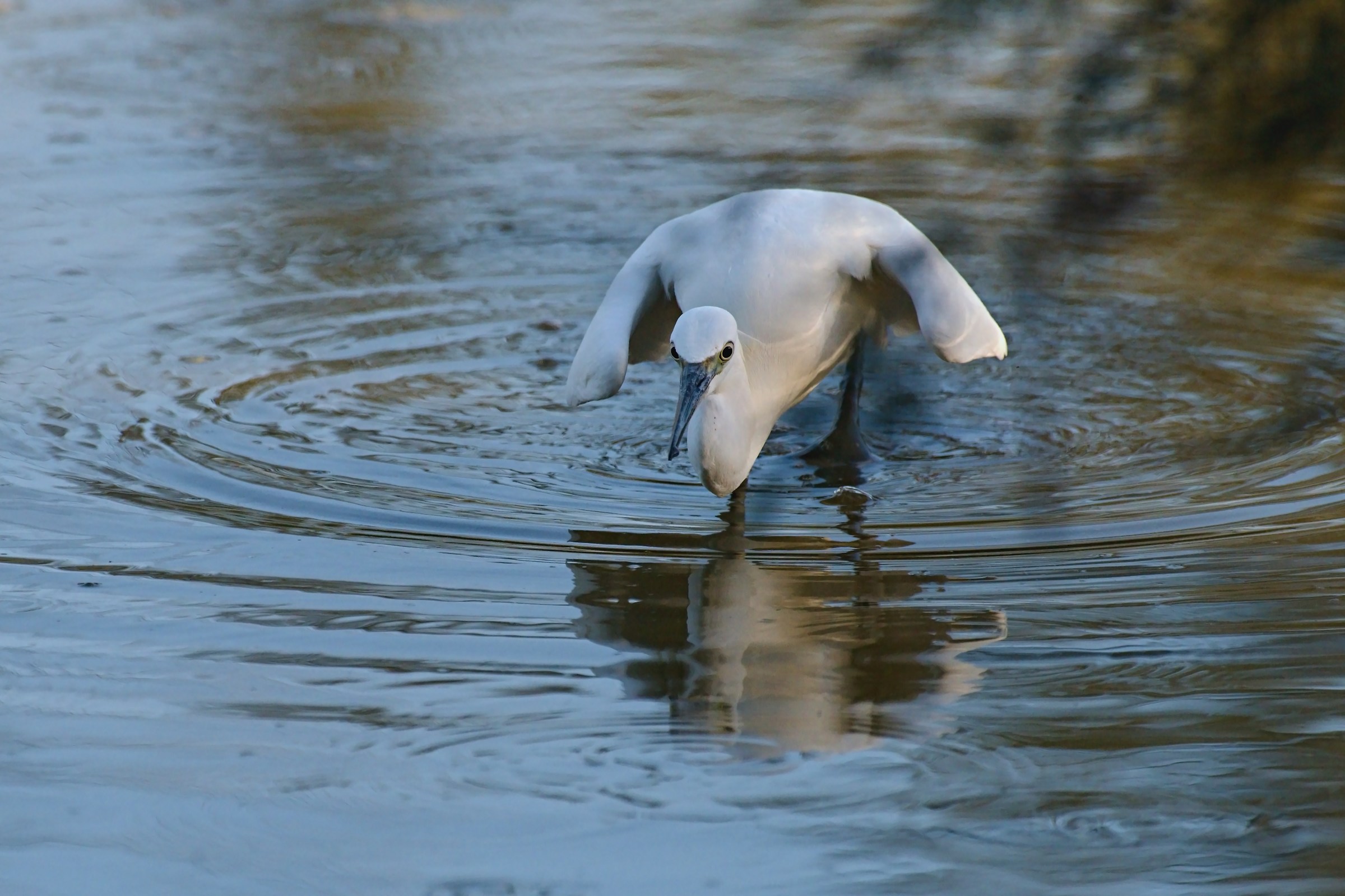egret