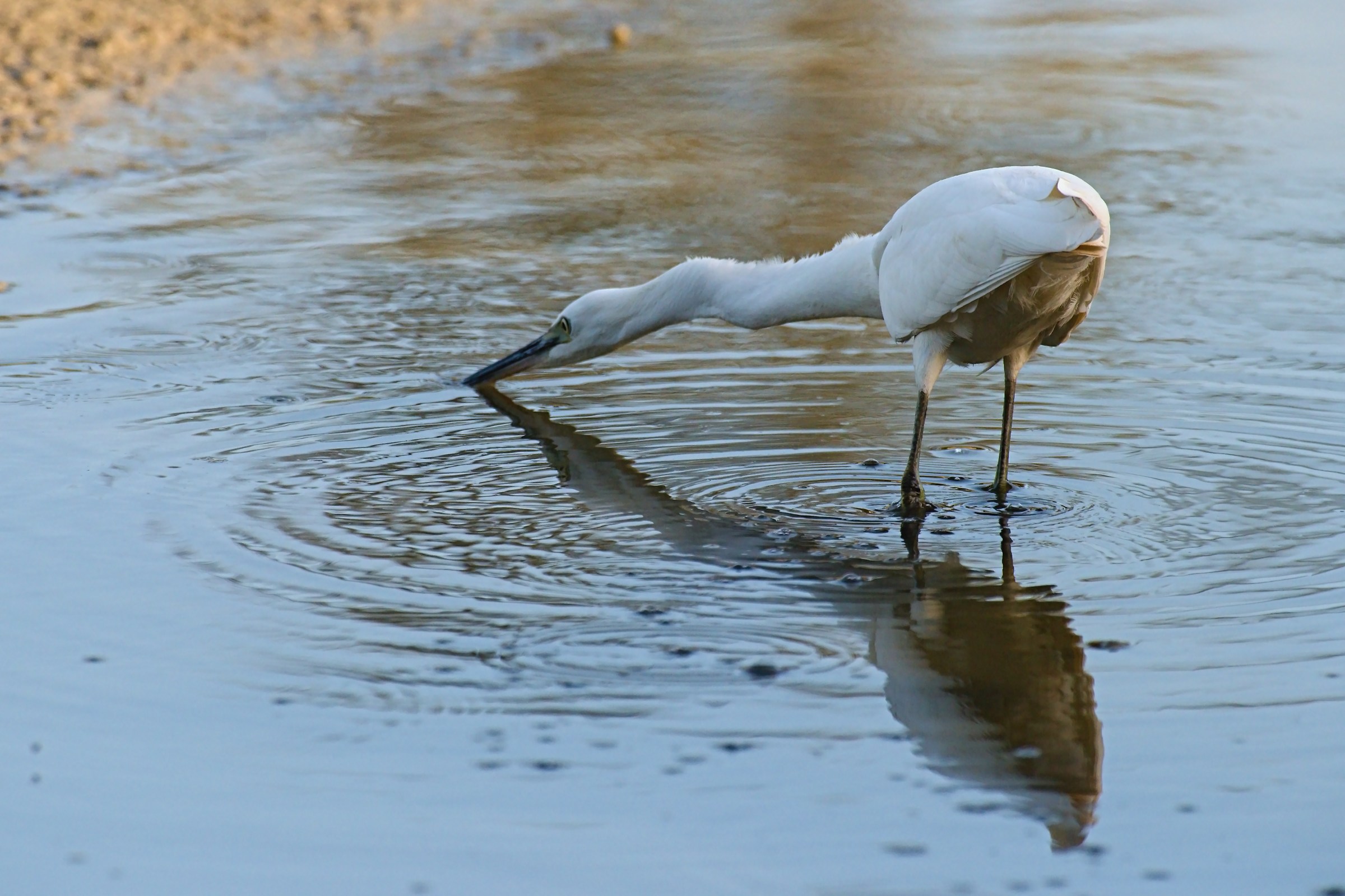egret