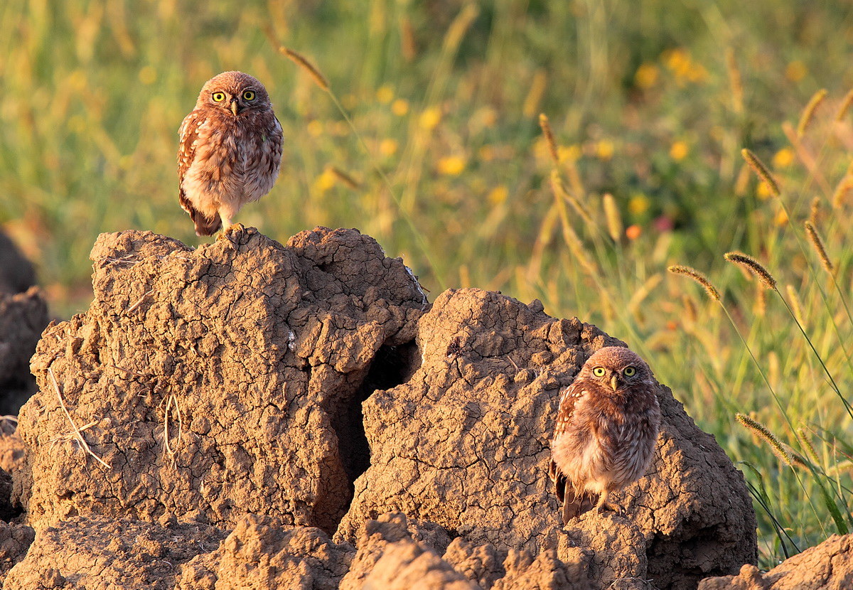 ricomincia la scuola