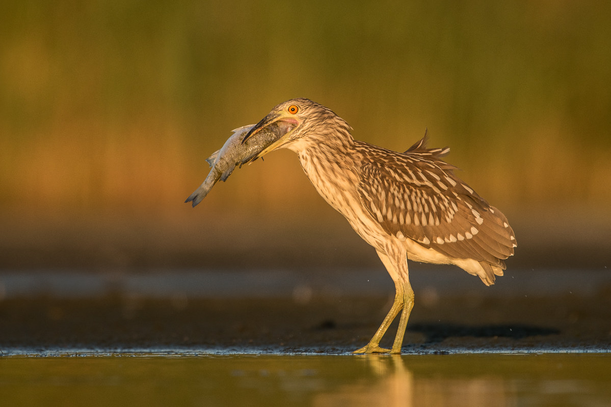 nero incoronato immaturo nitticora