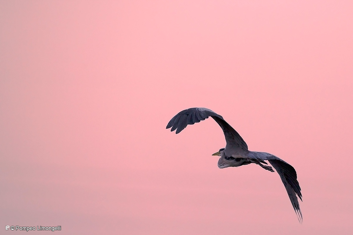 Airone Cenerino - l'alba di un nuovo giorno