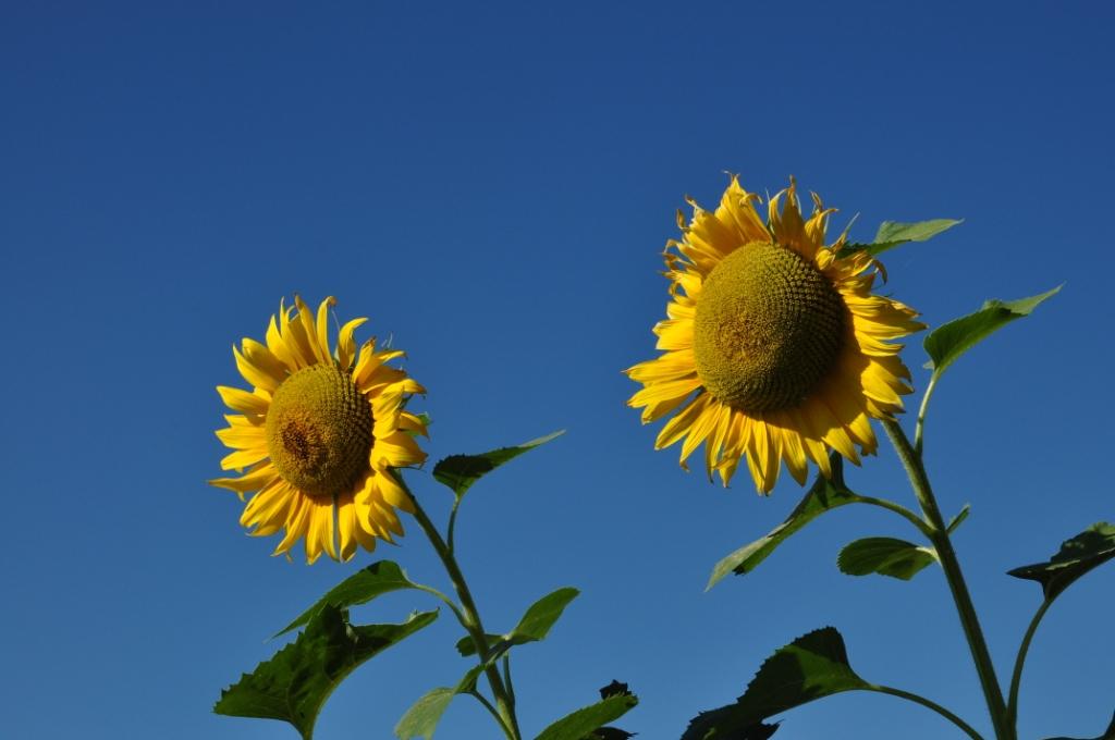 sunflowers