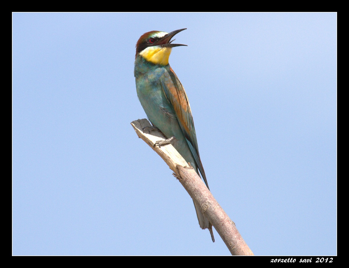 il mio primo gruccione