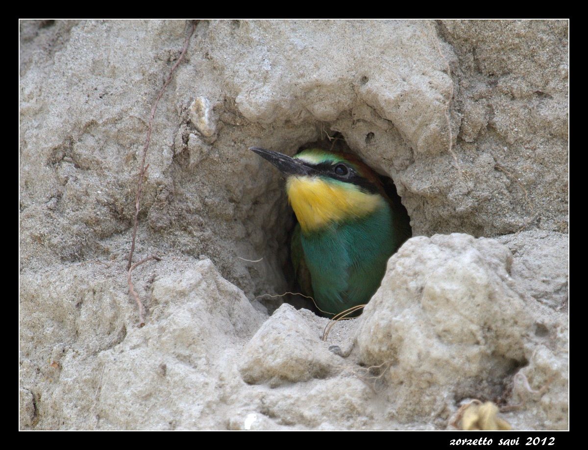 piccolo pronto per il volo