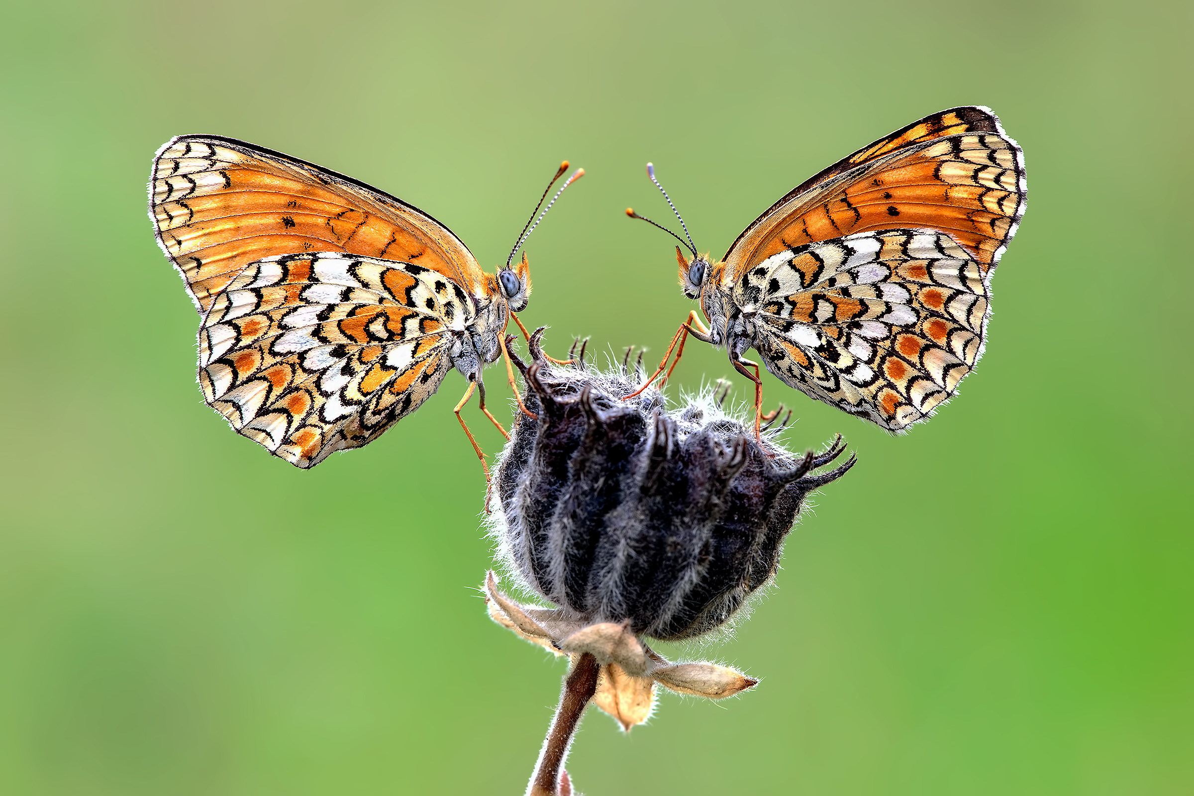 Melitaea Athalia o Phoeba??