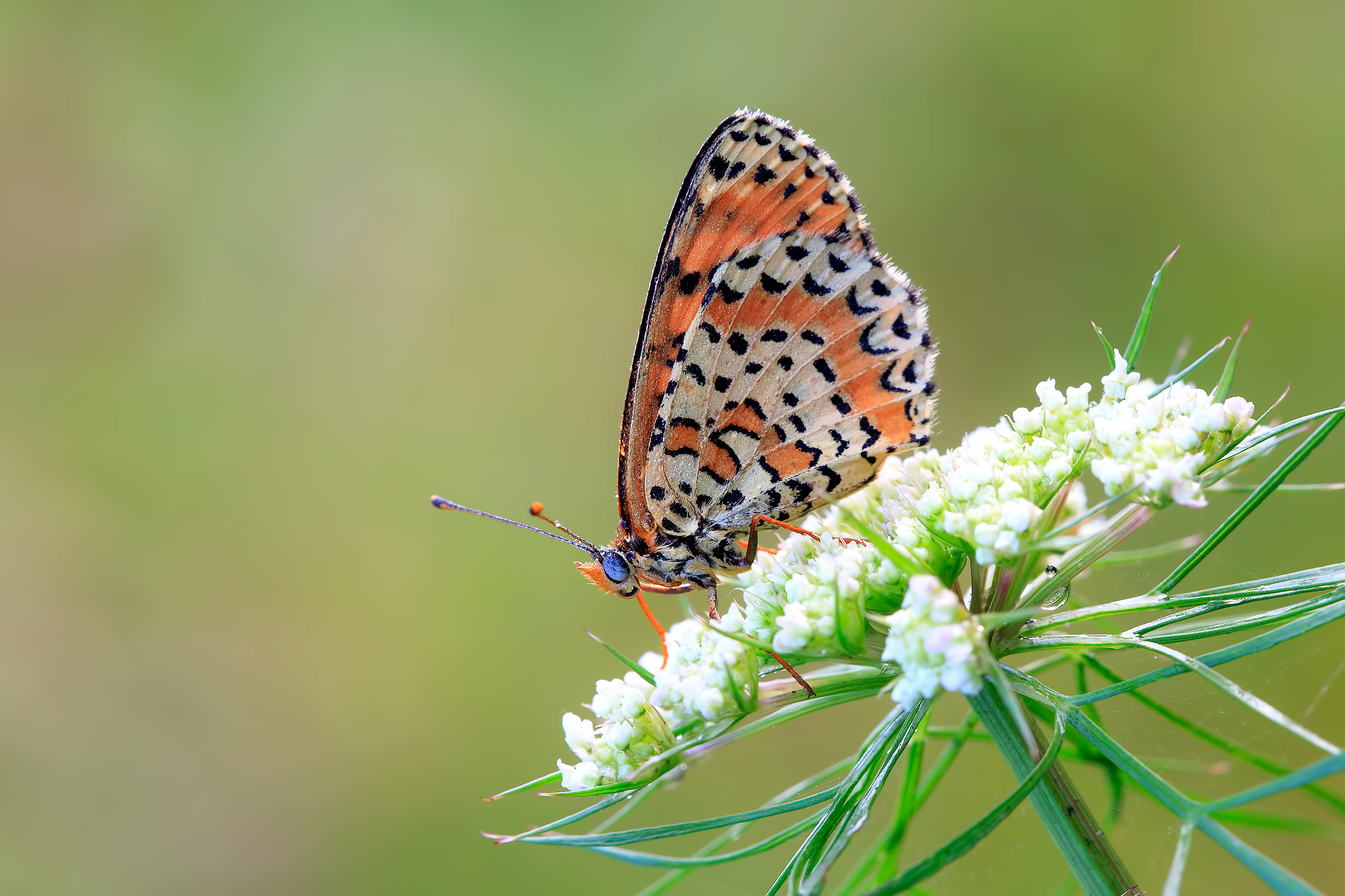 Melitaea didyma