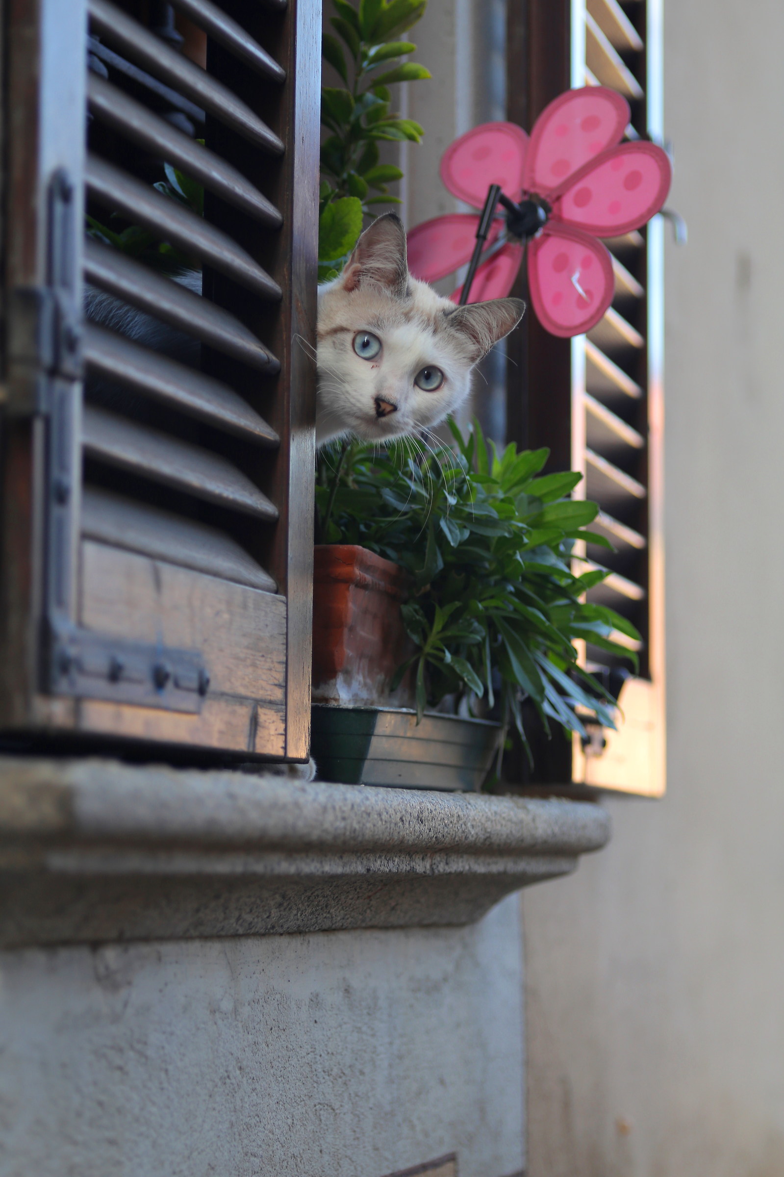 Ma guarda chi spunta fuori....