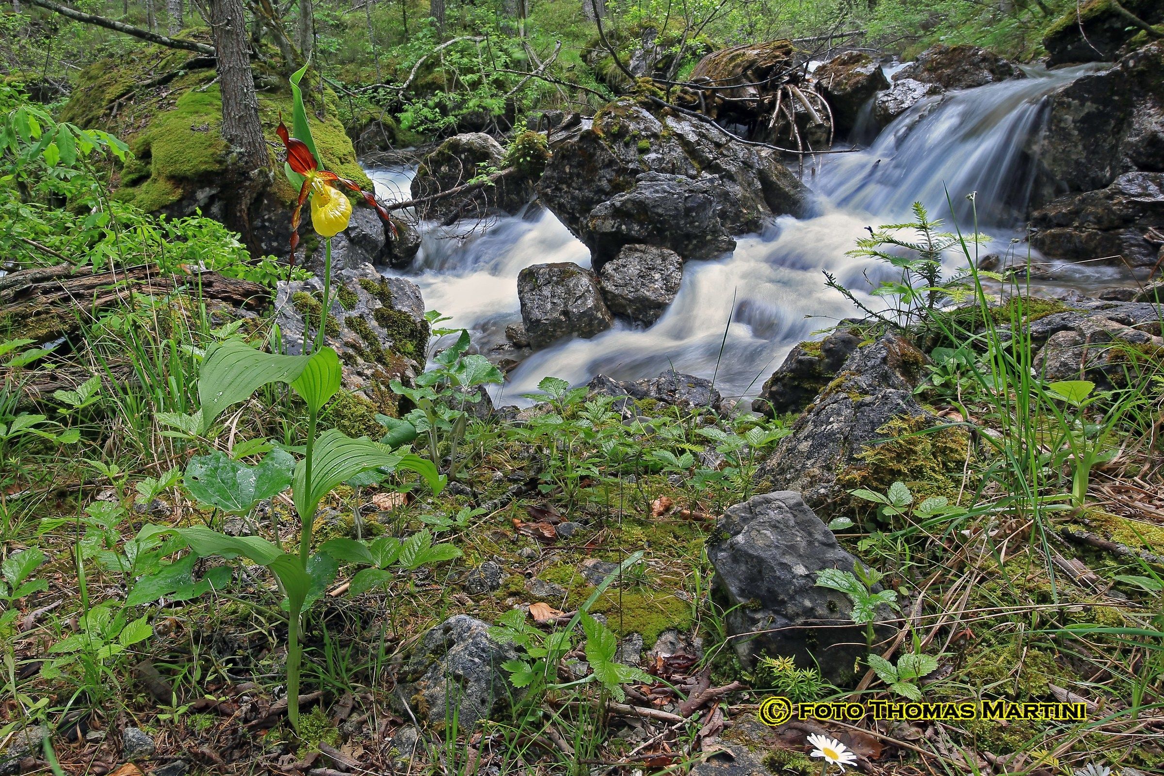 Cypripedium and stream