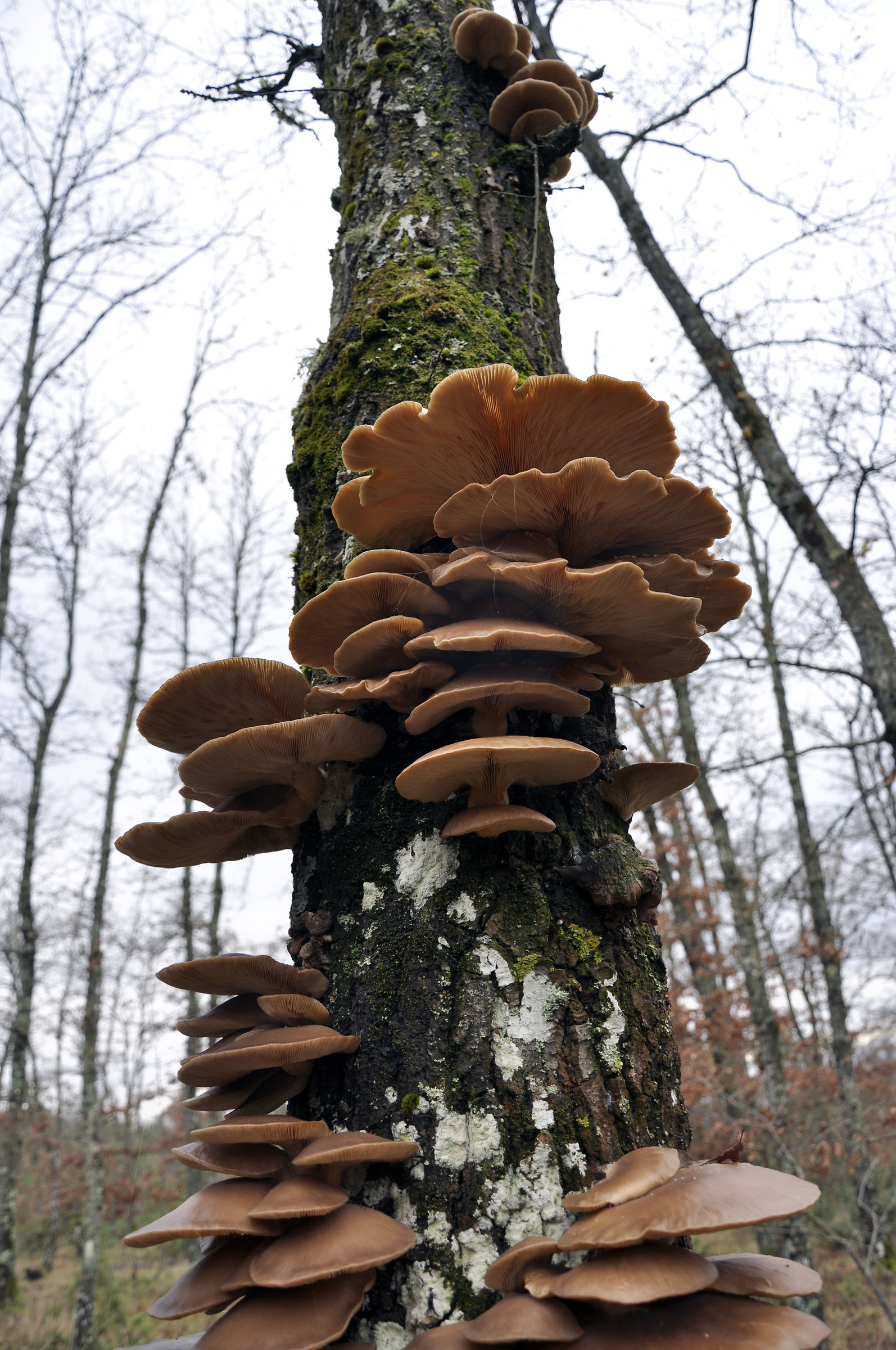 Pleurotus of cerro